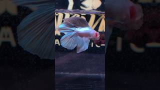 Betta Fish Veiltail Double Tail White Copper🤍 [upl. by Rolf]