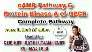 GPCR PATHWAY AND PROTEIN KINASE A ACTIVATION PATHWAY MSc Classes CELL BIOLOGY CSIRNET GATE [upl. by Sauls]