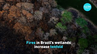 Wildfires in Brazils Pantanal wetlands [upl. by Asilehc484]