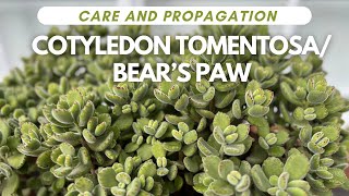 BEAR’s PAW  Cotyledon Tomentosa Care and Propagation [upl. by Pages]