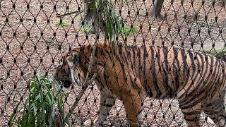 Taronga zoo Sydney wild lifeanimal planetdiscoveryzoo in Australia🇦🇺 [upl. by Mizuki581]