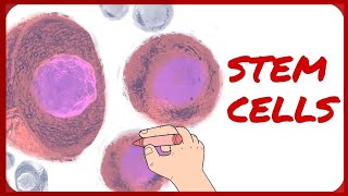 Stem Cells  Classification and Morphology [upl. by Lledner851]