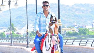 ajmer horse highlights tranding [upl. by Wenn]