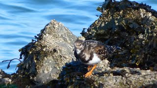 Steenloper Turnstone [upl. by Williamsen]