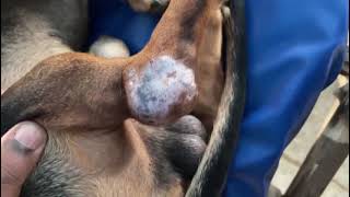 hock swelling in a dog [upl. by Oremo106]