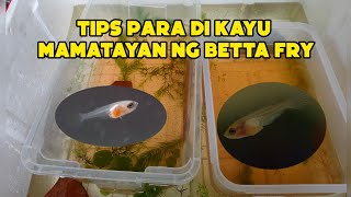 Bettas breeding tutorialTips para Hindi kayu mamatayan ng Betta FryBasic Tutorial for Beginners [upl. by Lebama]