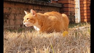 Cat Roars Like a Tiger [upl. by Nobel]