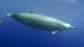 Facts Trues Beaked Whale [upl. by Poll]