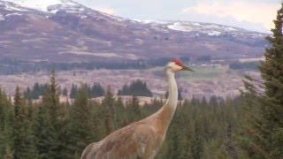 Sandhill Crane Vocalizations [upl. by Kellda]