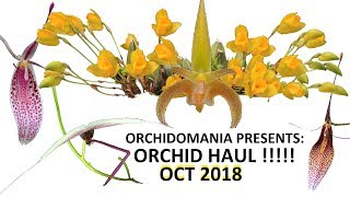 Orchidomania Presents Orchid Haul October 2018 [upl. by Frey]