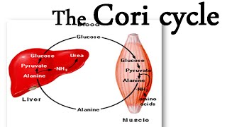 The Cori cycle [upl. by Cynde]