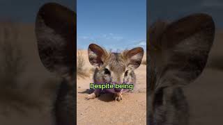 Jerboa The Desert Acrobat shorts [upl. by Rockie]