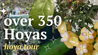 Hoya tour 2023 See my collection of over 350 hoyas in one room  Episode 1 [upl. by Nalyorf]