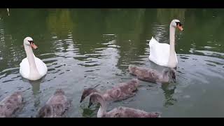 Bedford Park Cygnets  3 July 2024 [upl. by Alexine]