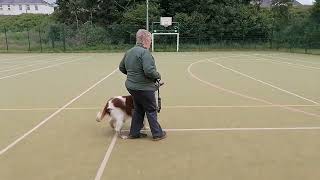 Irish red and white setter obedience training heelwork [upl. by Jaye427]