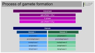 Meiosis Part 1 [upl. by Eradis]