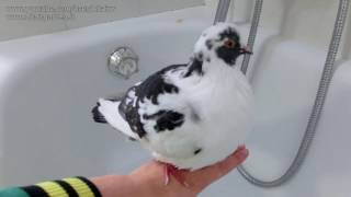 Latte the pigeon taking a bath [upl. by Naesyar]