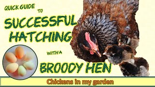 How to Hatch Chicks Successfully with a Broody Hen  Quick Guide [upl. by Ahsoyem79]