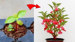 KNOW How To Grow BALSAM From Seed With All CARE Tips AZ Info [upl. by Shirleen]