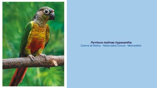 Video Encyclopedia of Parrot Species  231 Pyrrhura molinae hypoxantha [upl. by Darrell]