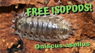 Free Isopods Oniscus asellus [upl. by Adolphe]