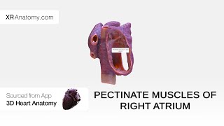 Pectinate muscles of right atrium [upl. by Ulrich]