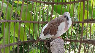 most Beautiful Fancy Spotted Doves [upl. by Ardis]