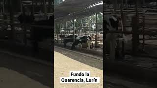 Fundo la Querencia Lurín Lugares cerca de Lima para ir con niños lurin granjas fundolaquerencia [upl. by Natica]