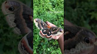 Cecropia Moth Handling [upl. by Khalid986]