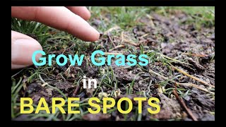 How to seed BARE SPOTS in your LAWN [upl. by Palestine]