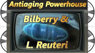 Bilberry extract added to l reuteri yogurt an antiaging match made in heaven [upl. by Luise824]