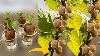 How to Grow Kiwi Plants From Kiwi Fruit  How to Grow Kiwi From Seed  Growing Kiwi Plants [upl. by Rosalie]