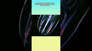 Ctenophora comb jelly hewan unik yang bercahaya shorts [upl. by Ot269]