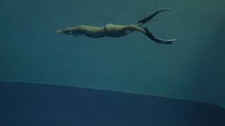 Freediving training Correct bifin technique by Alexey Molchanov [upl. by Nosille852]