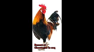 Le Roman de Renart Renart et Chantecler le coq [upl. by Aicekat]