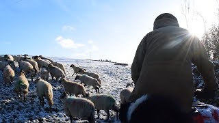 Farming Life Episode 82 Tupping time in the snow ❄️ [upl. by Cad]