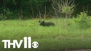 Bear sightings continue across Central Arkansas  What you need to know [upl. by Gagnon811]