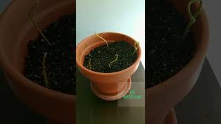 How To Plant Avocado Seed POTTING 6 Avocado Seeds [upl. by Spencer]