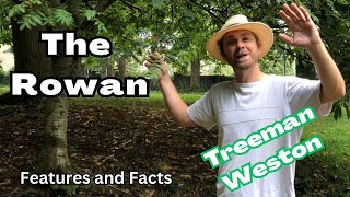 How to Identify a Rowan tree Sorbus acuparia Plus Interesting Facts [upl. by Goldarina]