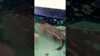 Pellets Feeding ❤️🫶 redtailcatfish alligatorgar asianarowana monsterfish shprts [upl. by Enilkcaj]