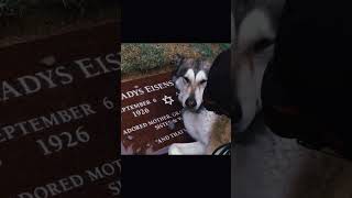 Dog crying at her owners grave😢 [upl. by Ander]