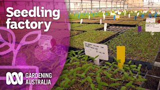 Lockdown seedling production in the plant plant  Discovery  Gardening Australia [upl. by Seni]