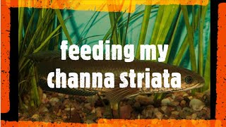 my channa striata feeding [upl. by Marie-Jeanne]