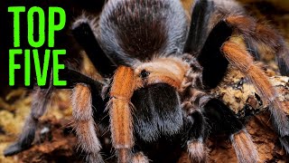 Unveiling My Ultimate Favorite Aphonopelma Tarantulas [upl. by Maison]