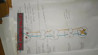 TRACTS OF SPINAL CORD SHORTS [upl. by Aineg]