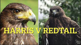 FALCONRY Harris’ hawk v Redtail hawk a brief comparison [upl. by Haduhey]