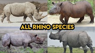 All Rhino species of the world Facts amp Info [upl. by Benedetto638]