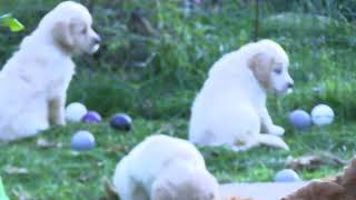 A normal morning with Golden Retriever Puppies 4112024 [upl. by Ylrevaw]