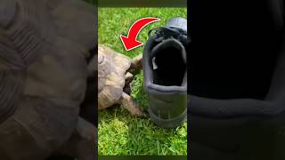 Tortoise ko Hoti hai Kaali Rang Se Nafrat 🤯😲 shorts tortoise facts bisufactzz [upl. by Iralam603]