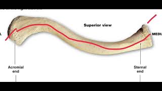 clavicle anatomy [upl. by Asille]